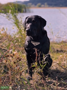 AKC registered Black Lab Listing Image