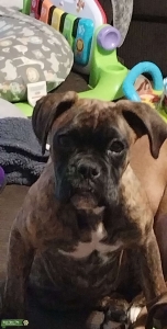 Brindle boxer Listing Image