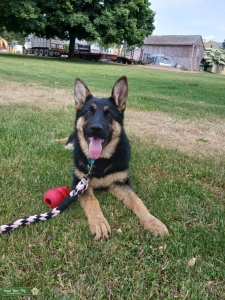German Shepherd pure breed  Listing Image
