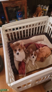 Pembroke Welsh Corgi Female 2 yrs., 18 lbs. Listing Image