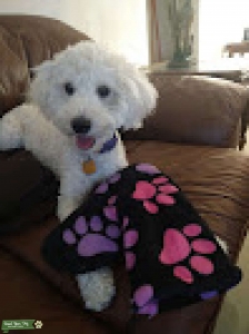 Golden Doodle Male Stud 2 yrs., 18 lbs. Listing Image