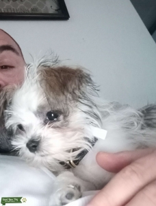 Male Shorkie  Listing Image