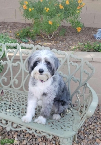 F1 Aussiedoodle Gray and White Listing Image