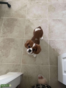 Always the star of the show  Listing Image