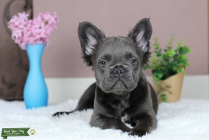 Blue Visual FLUFFY L4/L4 Same Day Shipping Available Listing Image