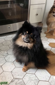 10 lb black and tan male Listing Image