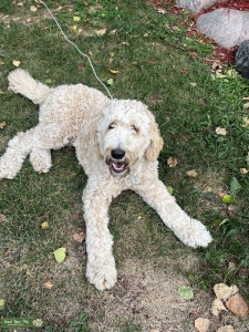 F1b Goldendoodle Stud Listing Image