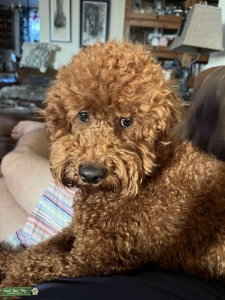  CKC Mini Golden Doodle 18lbs Deep Red F2B for stud (Dobson, NC)  Listing Image