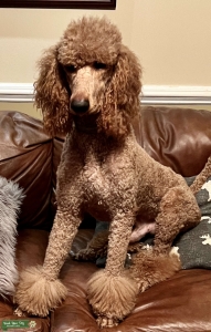  AKC Red, black pointed, proven Standard Poodle for Stud (Dobson, NC)  Listing Image