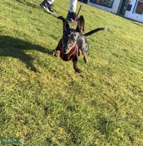 Dachshund Listing Image