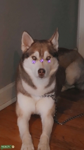 Male Pure breed Siberian Husky  Listing Image