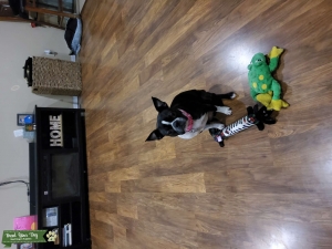 Black and white Boston terrier  Listing Image