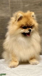 Pomeranian male for stud in New York  Listing Image