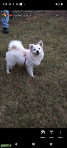 AmericAn eskimo Listing Image
