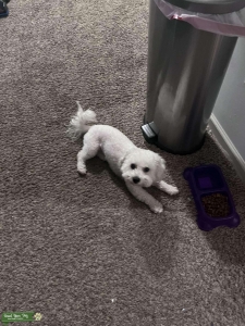 Looking for a Stud Bichon Frise ASAP Listing Image