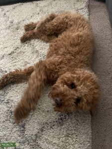 Mini Goldendoodle  Listing Image