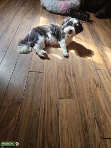 Looking for stud Listing Image