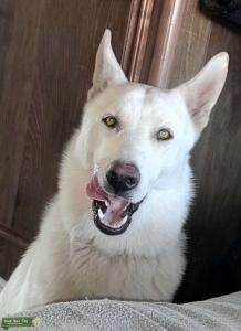 All-White Husky, great-natured, loves other Dogs and People Listing Image