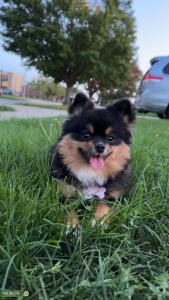 Pomerania female  Listing Image