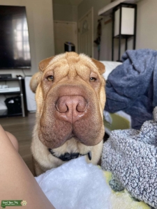 Sharpei Stud  Listing Image