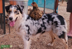 Standard Blue Merle Aussie Listing Image