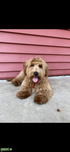 Stud Mini golden doodle F1B Listing Image