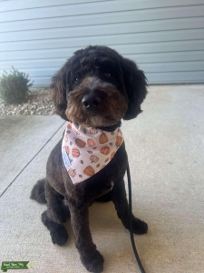 Mini F1 Aussiedoodle Listing Image