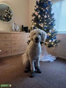 White/Golden Goldendoodle  Listing Image