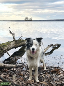 Blue Merle Service Dog Listing Image