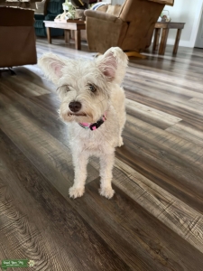 Looking for stud for my female mini schnauzer  Listing Image