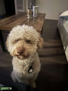 MINI AUSSIEDOODLE Listing Image