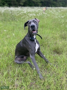 Blue Great Dane Listing Image