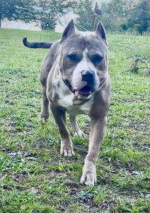 Blue Merle American Bully  Listing Image