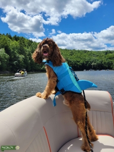 Chocolate  Cocker Spaniel Listing Image