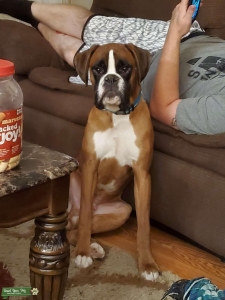 Doodle Bug is single and ready to mingle Listing Image