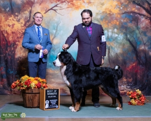 Beautiful health tested stud dog Listing Image