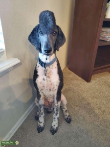 Tuxedo male standard poodle  Listing Image