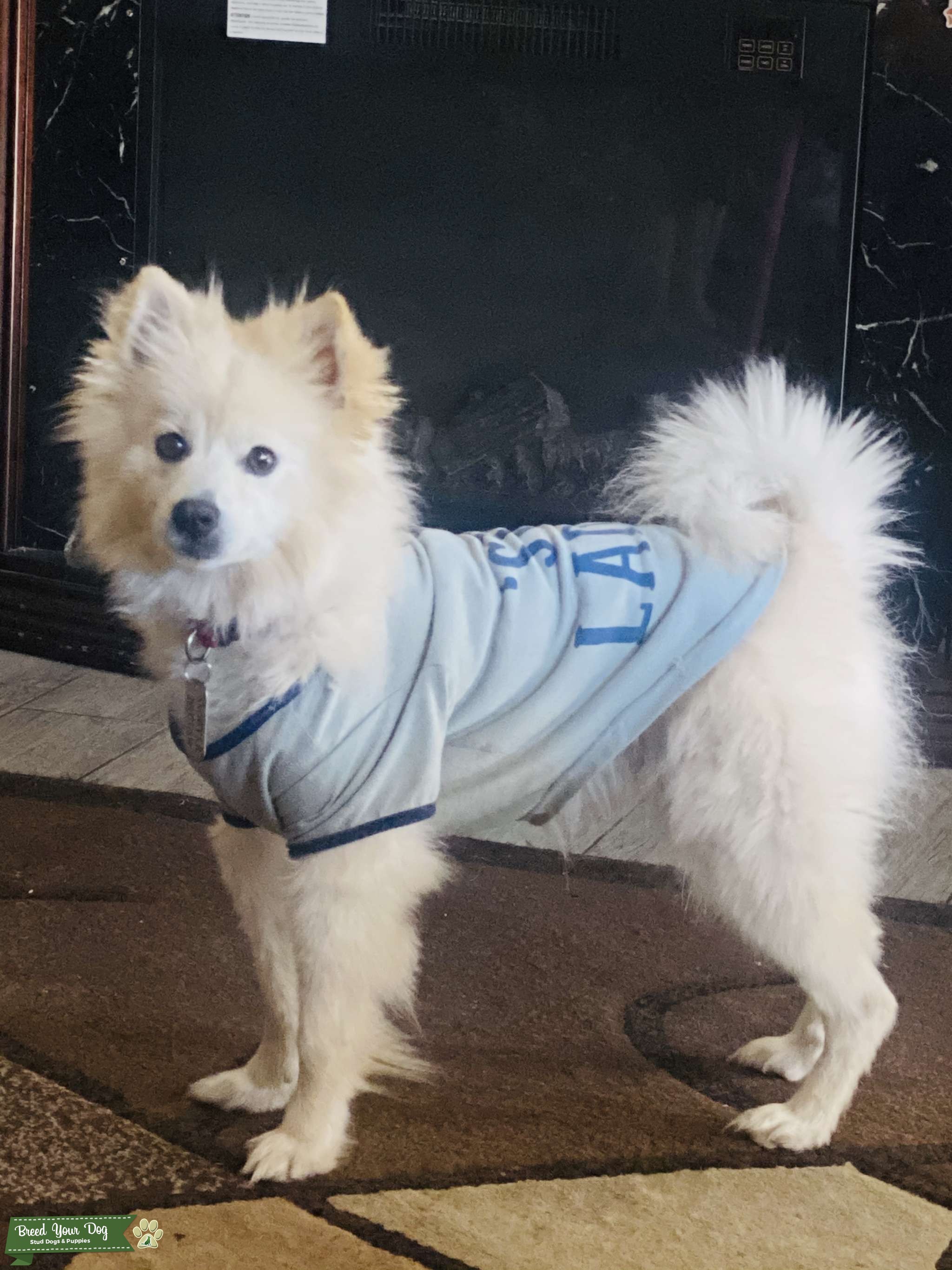 American eskimo miniature Stud Dog in California, the United States