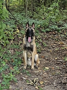 Belgian Malinois Listing Image
