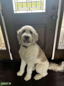 St. Berdoodle Listing Image