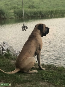 Non registered mastiff stud Listing Image