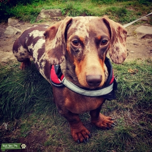Merle dachshund looking for a girlfriend Listing Image