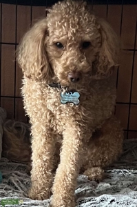 Charlie Listing Image