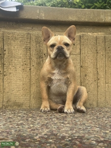 French Bulldog Stud Listing Image