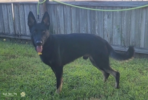 AKC Bi-Color GSD Male Listing Image