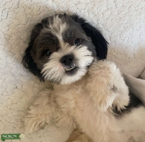 1 year old stud Shih Tzu Listing Image