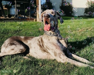 Great Dane female  Listing Image