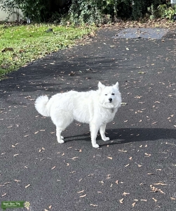 Looking for American Eskimo Stud  Listing Image