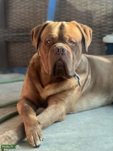 French Mastiff Listing Image