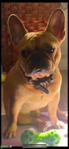 Whisky Le Cuban Frenchie Listing Image